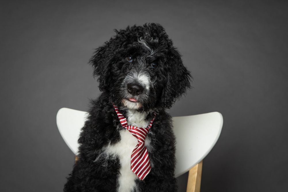 Bernedoodle sitting in a chair wearing a tie