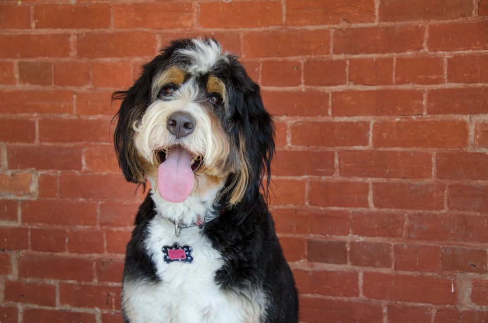 Bernedoodle sitting outside by brick wall