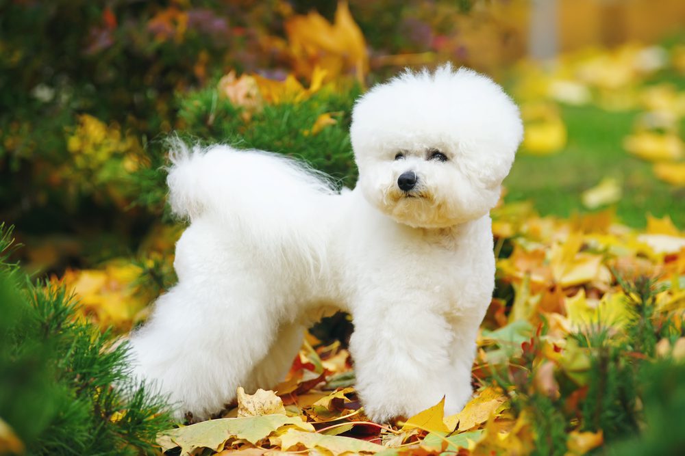 Bichon frise standing amongst autumn leaves in yard