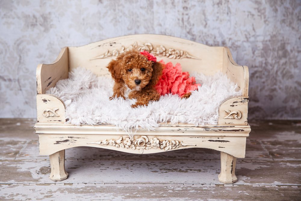 Bichpoo in pink ruffled dress lies on ornate dog bed