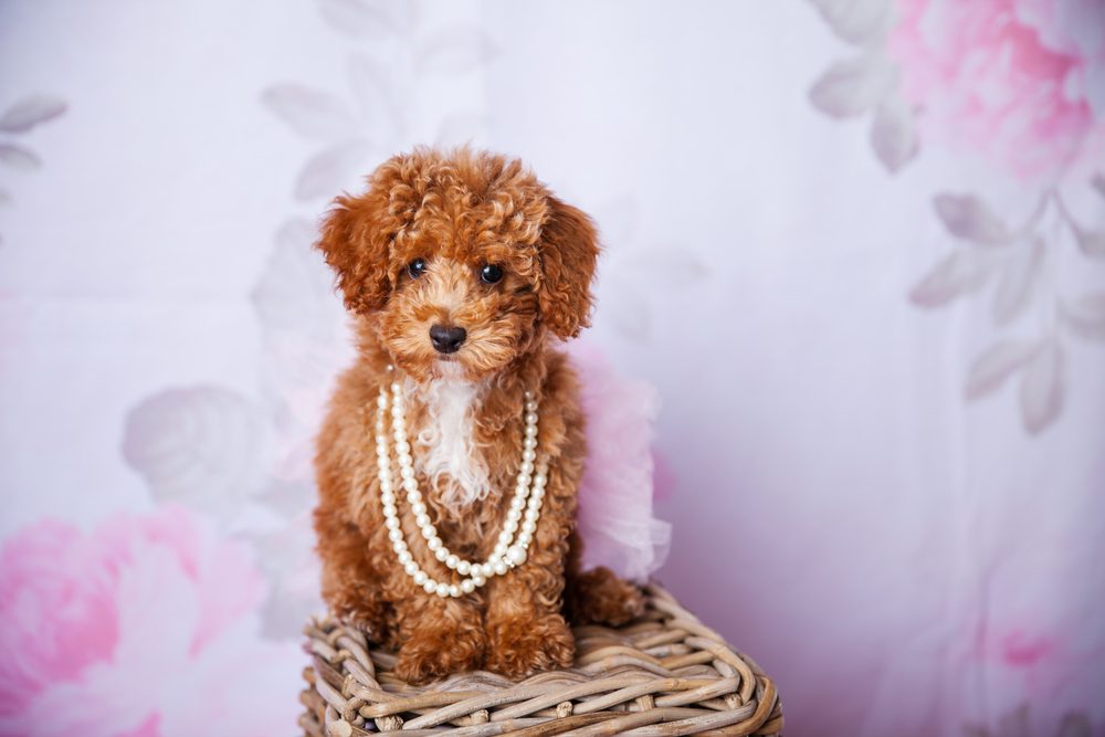 Bichpoo wearing pearls sits on a basket