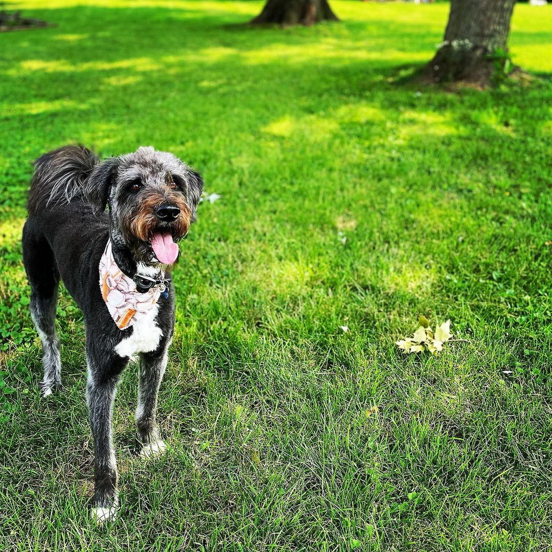 Husky Toy Poodle Mix