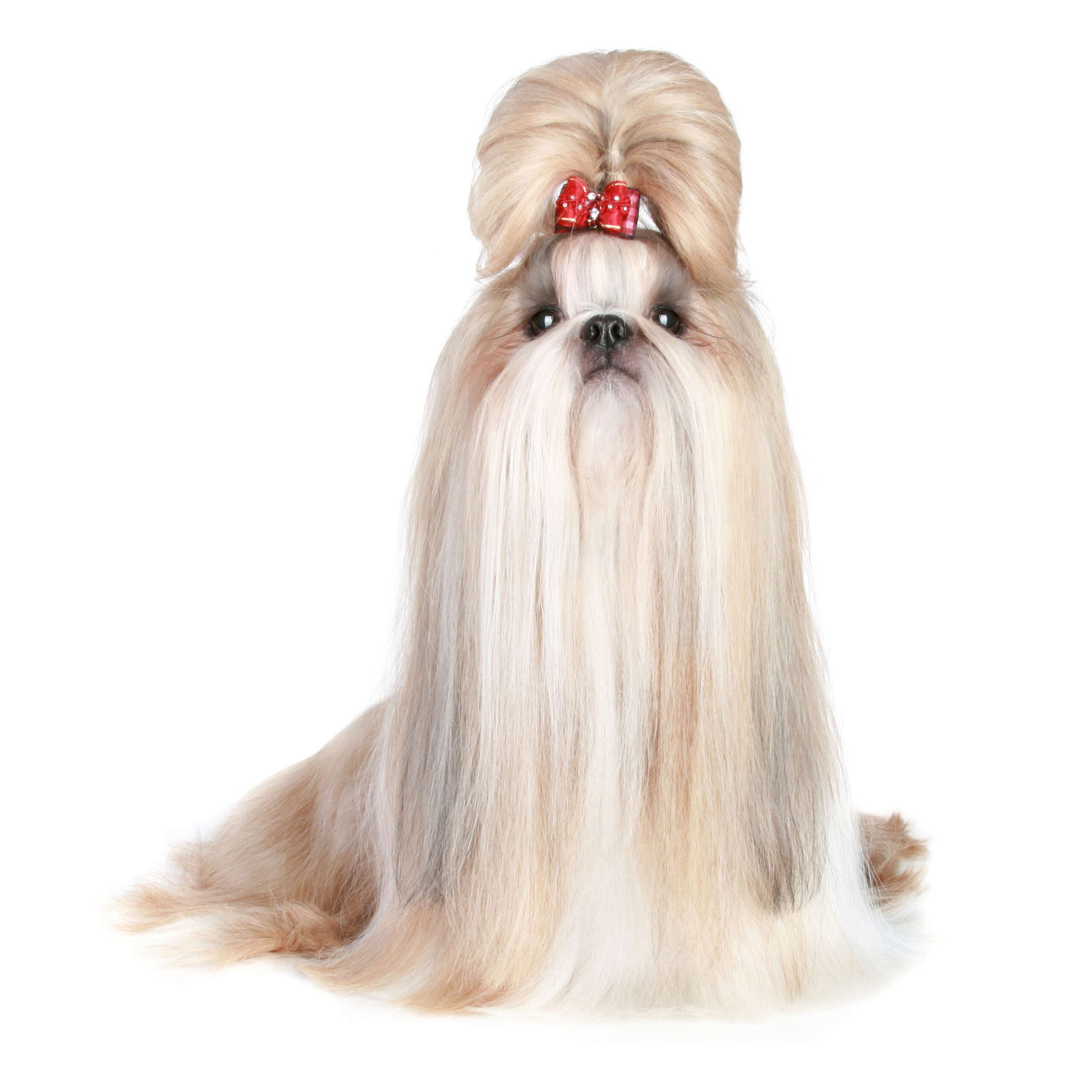 Blond, long-haired Shih Tzu wearing red bow
