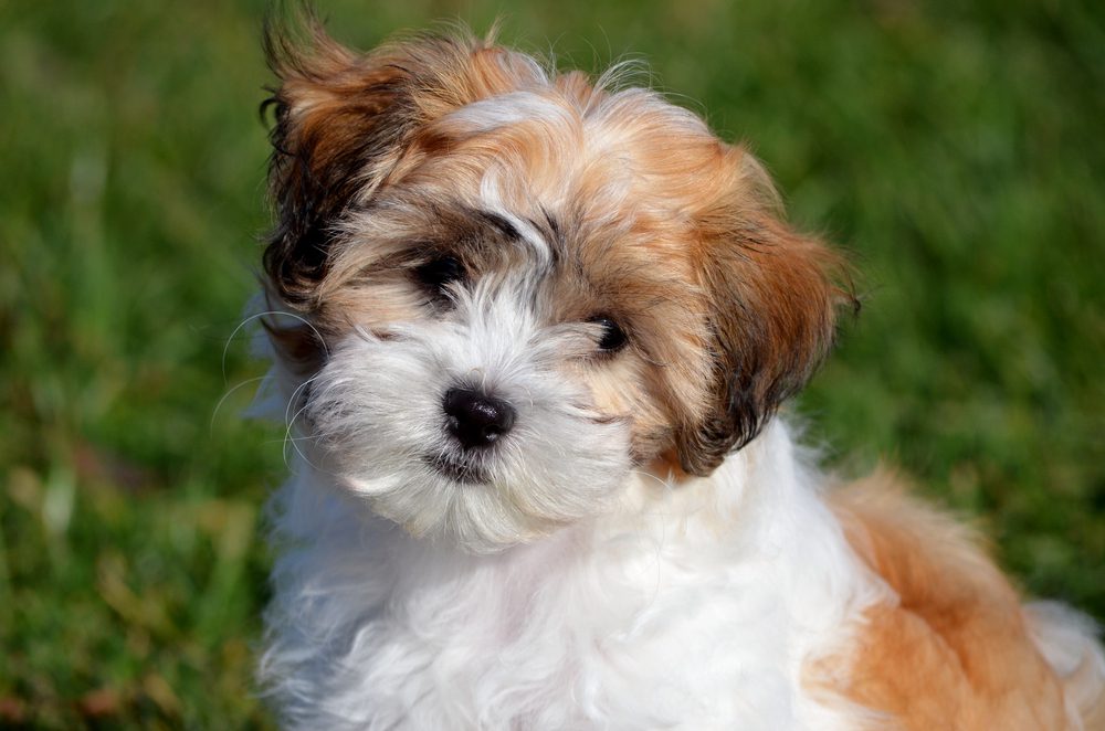 Brown and white shichon puppy sits outside