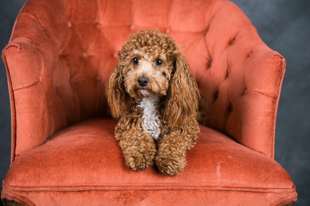 Mini bichon clearance poodle