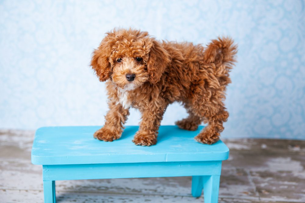 Caramel and white bichpoo puppy stands on blue bench