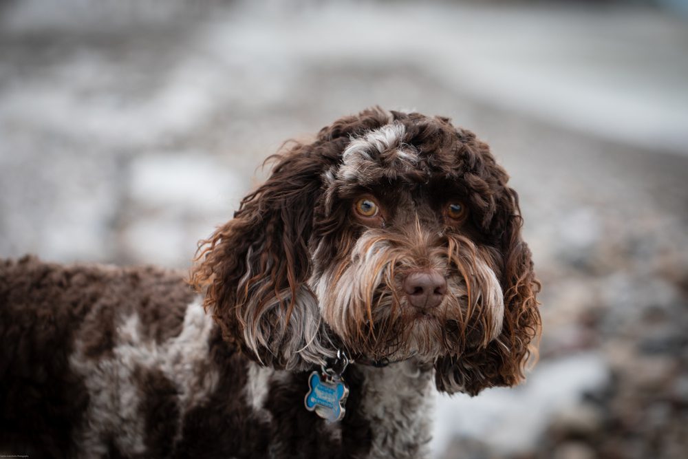 Australian best sale labradoodle mix