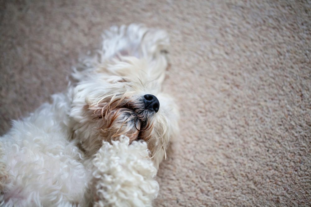 how often should you bathe a shichon