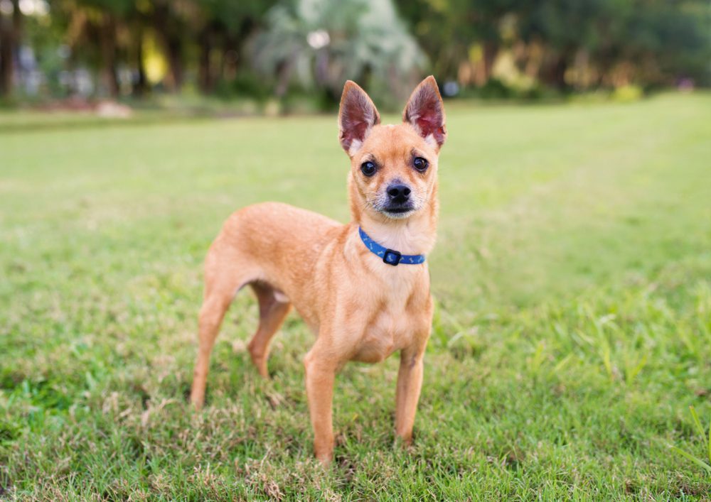 Apple head deer clearance head chihuahua mix