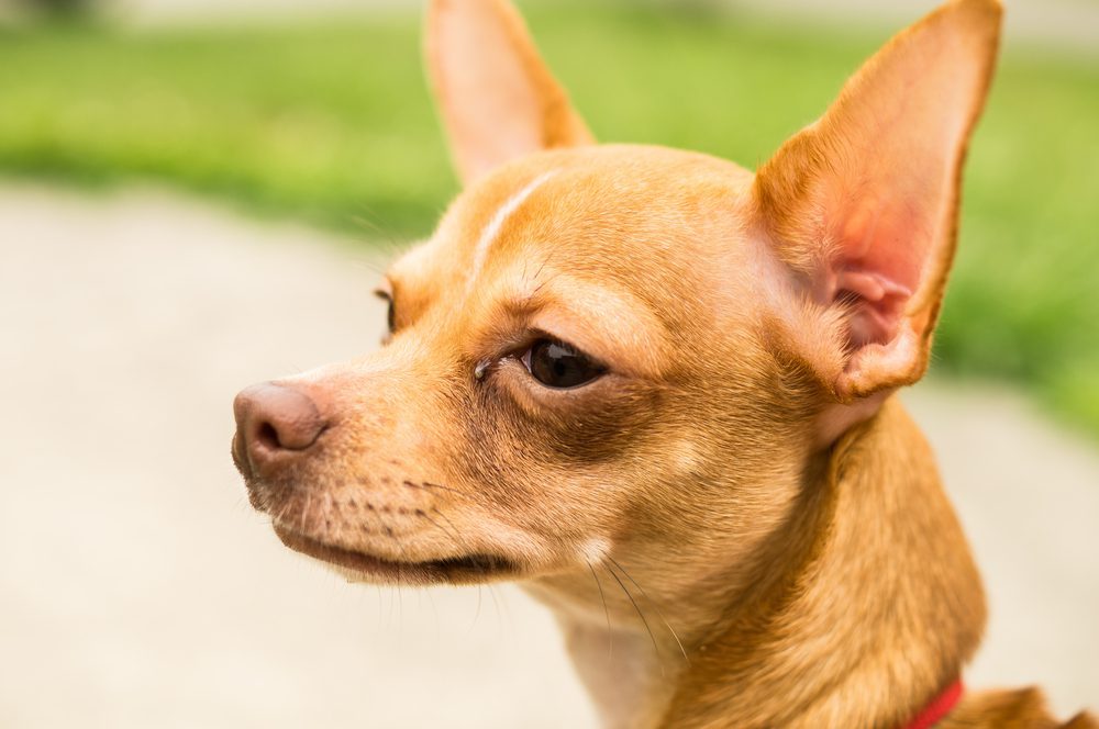 Deer head Chihuahua looking at something outside