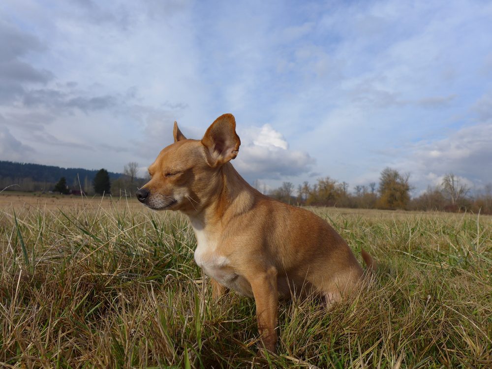 Deer head Chihuahua outdoors in field
