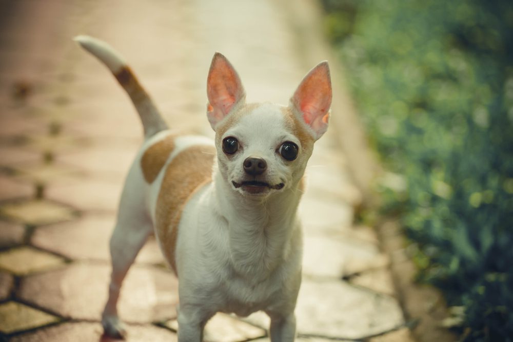 Apple head chihuahua store white