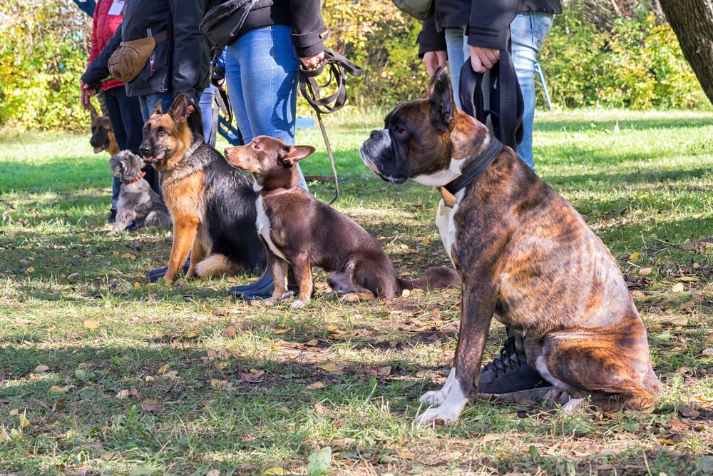 Dog owners and their dogs in obedience class