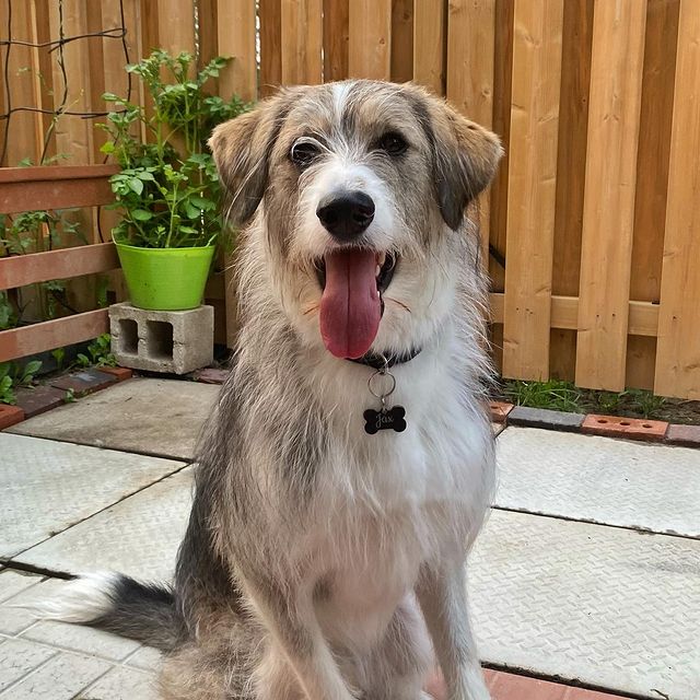 Husky mixed with a hot sale poodle