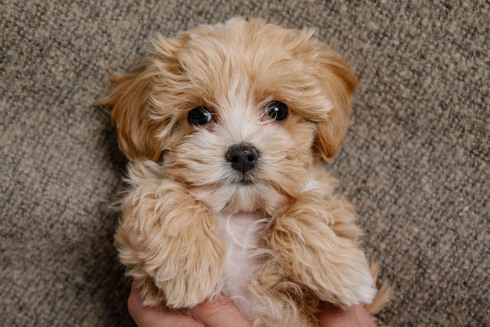 Maltese x sale poodle