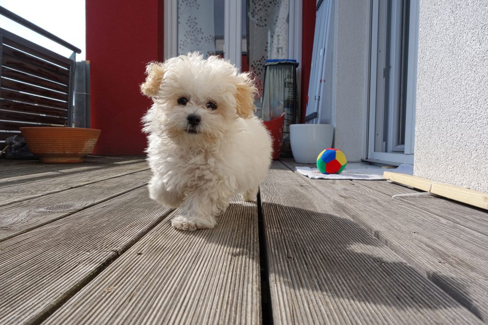 Maltese poodle puppy running outside on deck