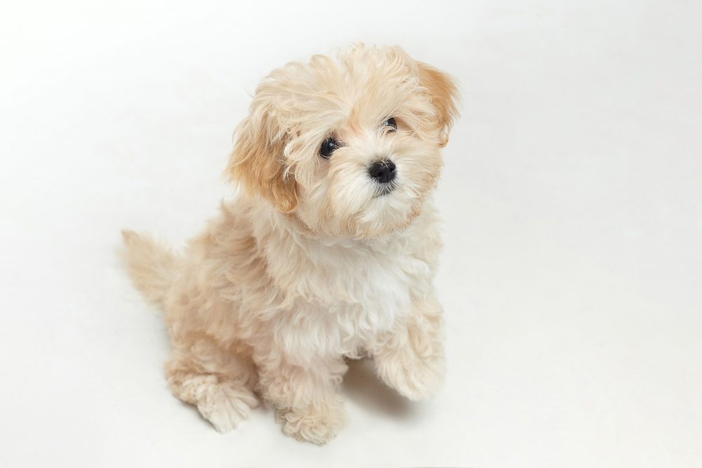 Maltese poodle sitting still with white background