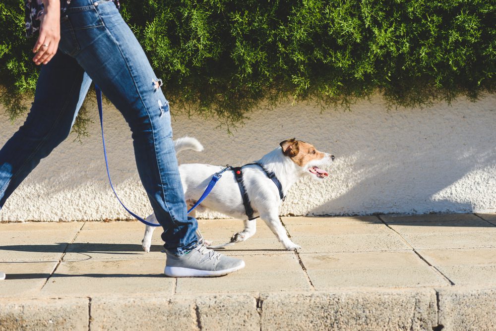 Person walking Jack Russell terrier outside on sunny sidewalk