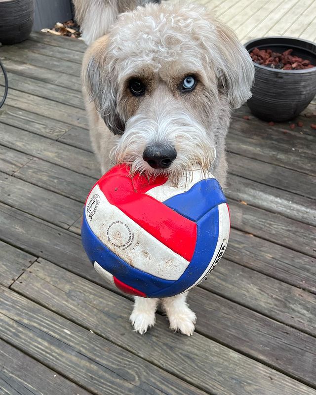 Tan huskypoo with heterochromia holds a volleyball