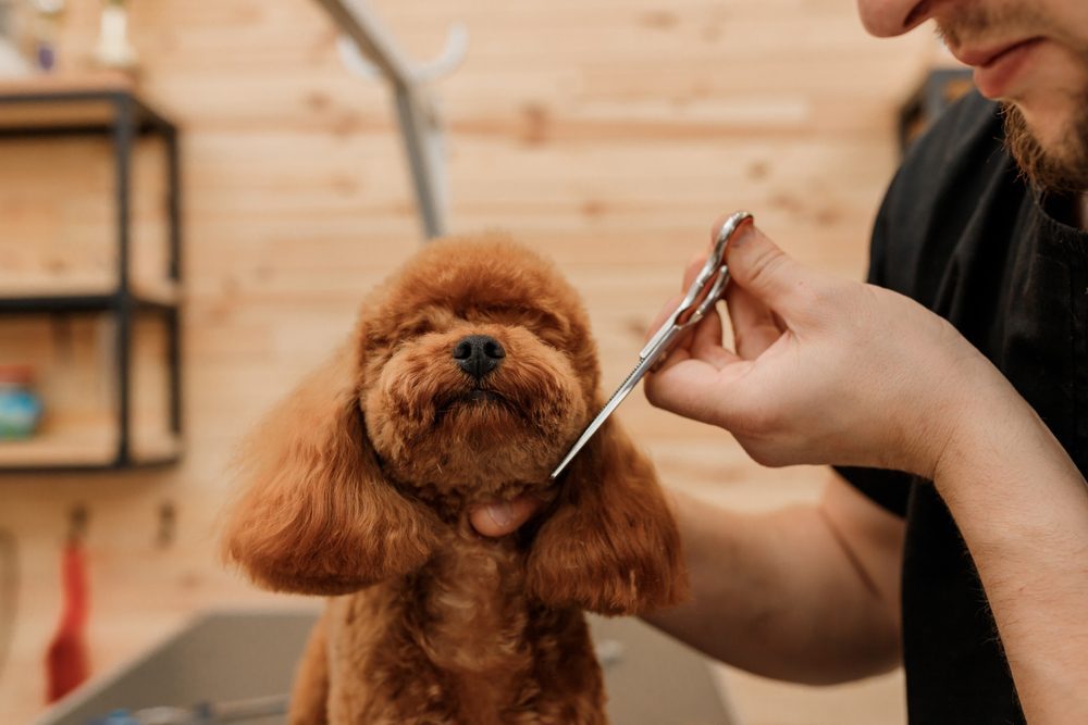 Teacup Poodle Being Groomed By Male Groomer 