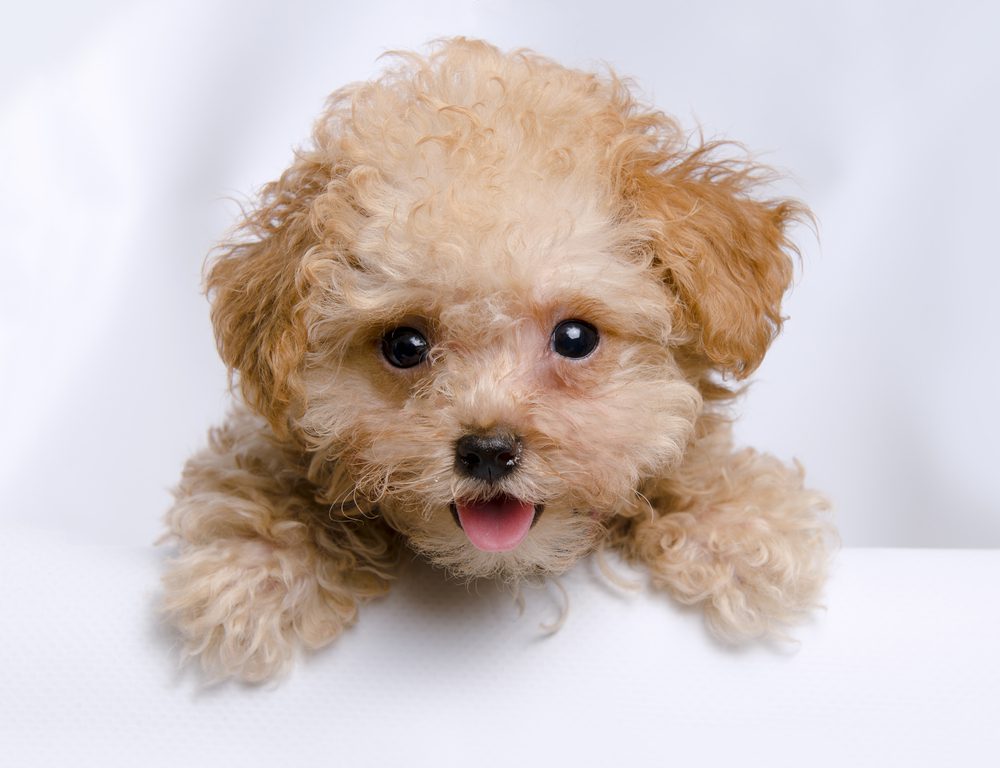 Newborn teacup outlet poodle