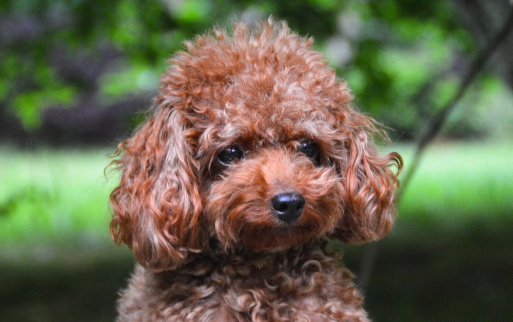 Teacup poodle sitting outdoors