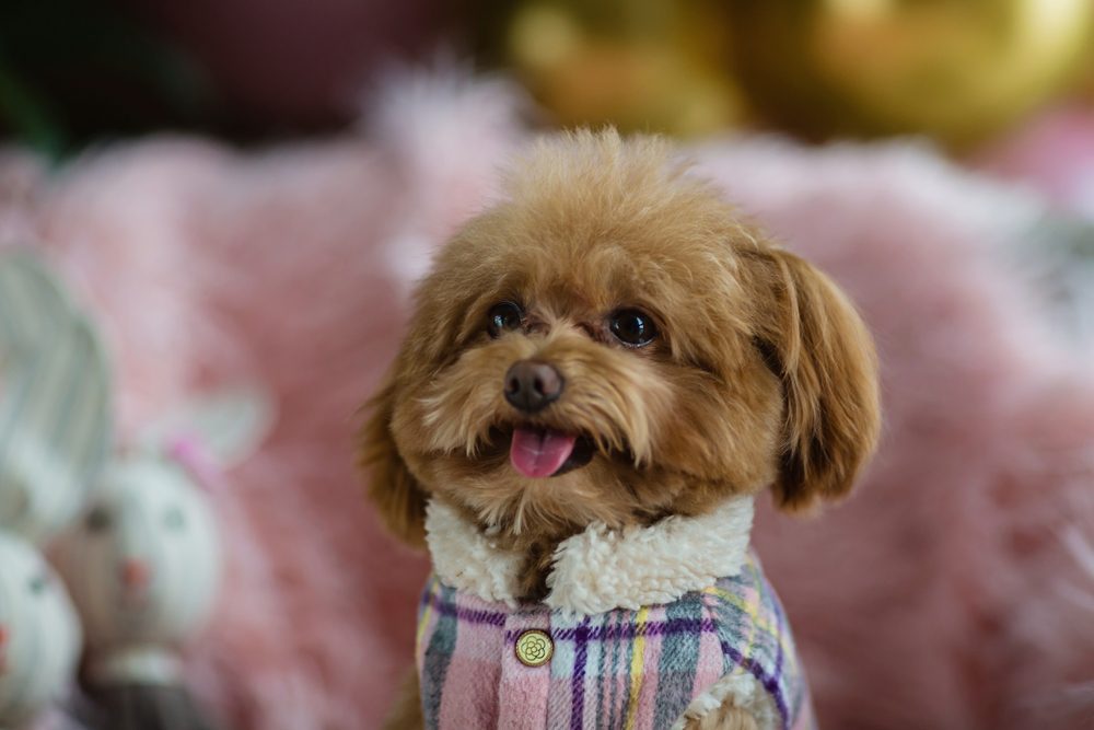 Teacup poodle sitting with clothes on