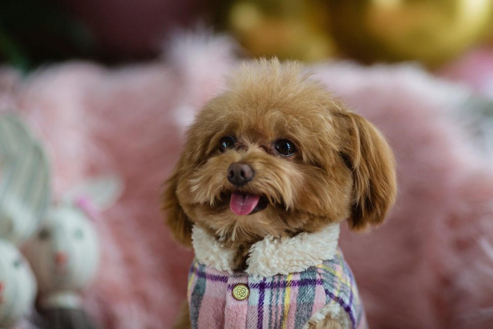 Teacup poodle hot sale home