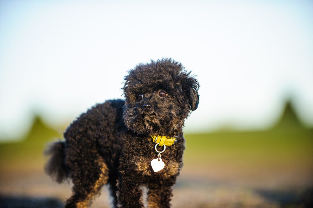 A shop teacup poodle