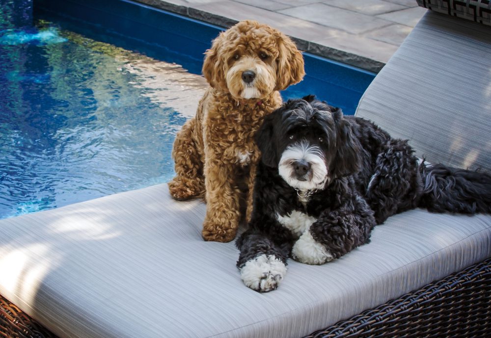 Bernedoodle dogs for store adoption