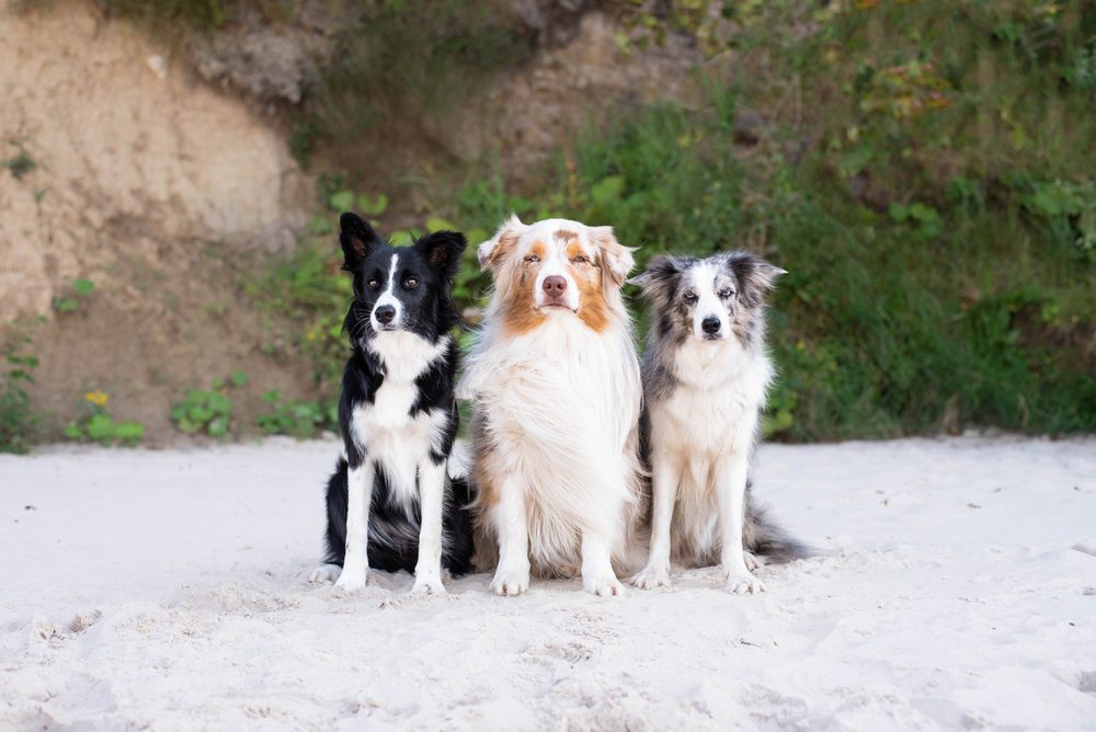 Two border collies and Australian shepherd standing together outside
