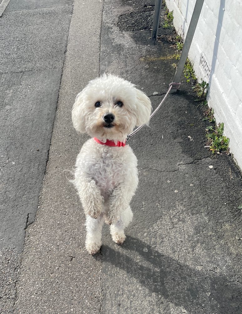 White Bichpoo Stands On Its Back Legs 