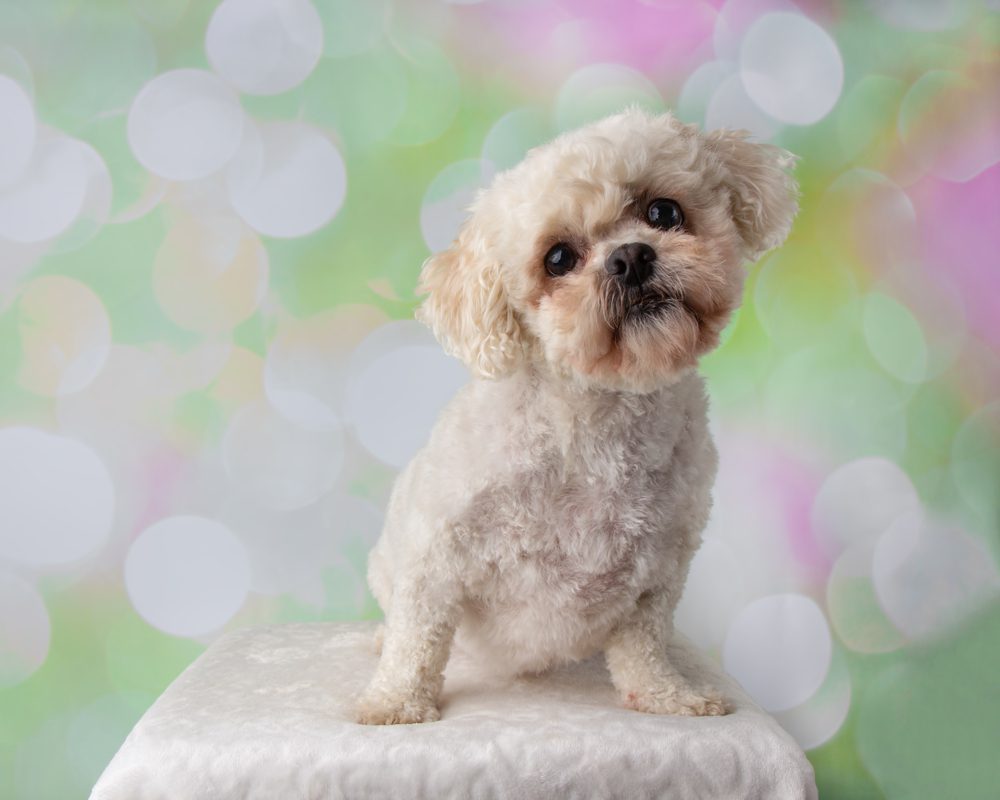 White shichon with a short clip sits, head tilted