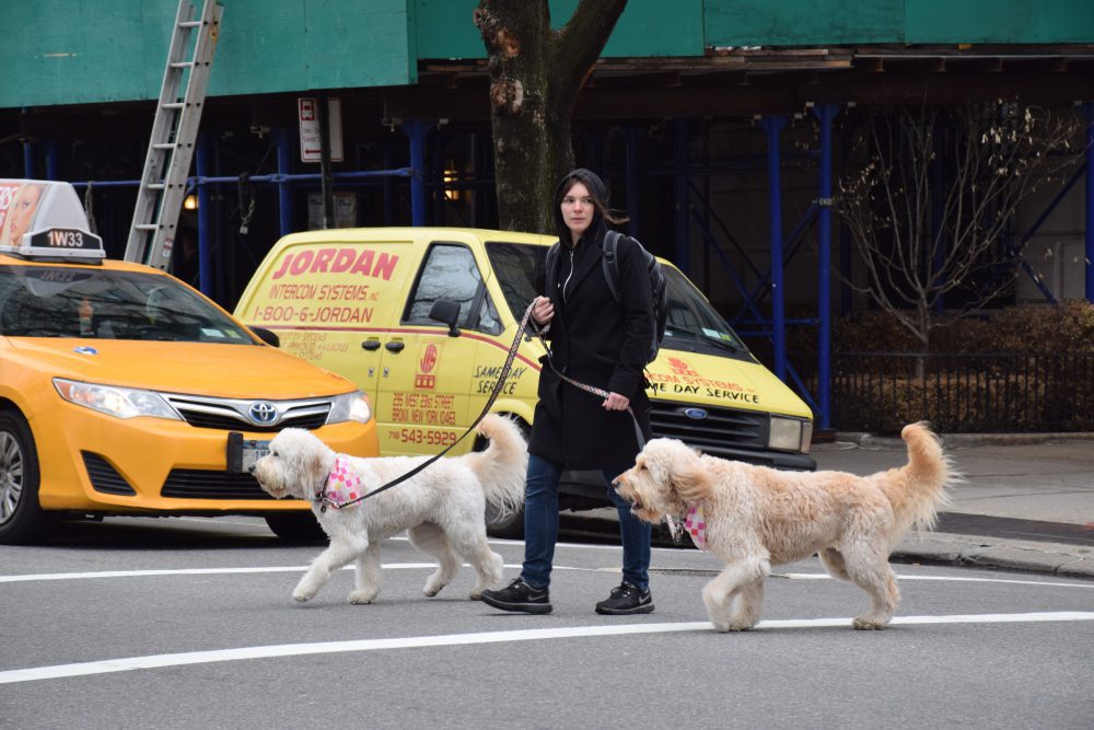 Woman walking two dogs in NYC