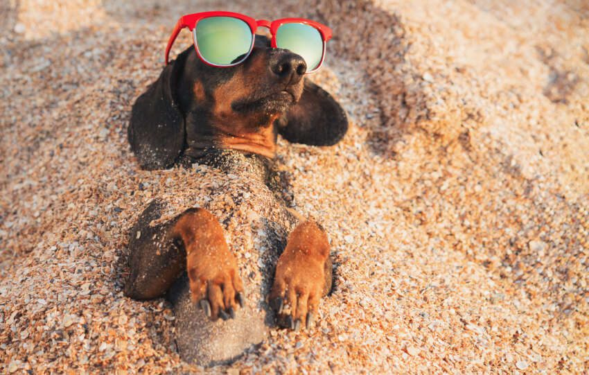 dog in sand with sunglasses