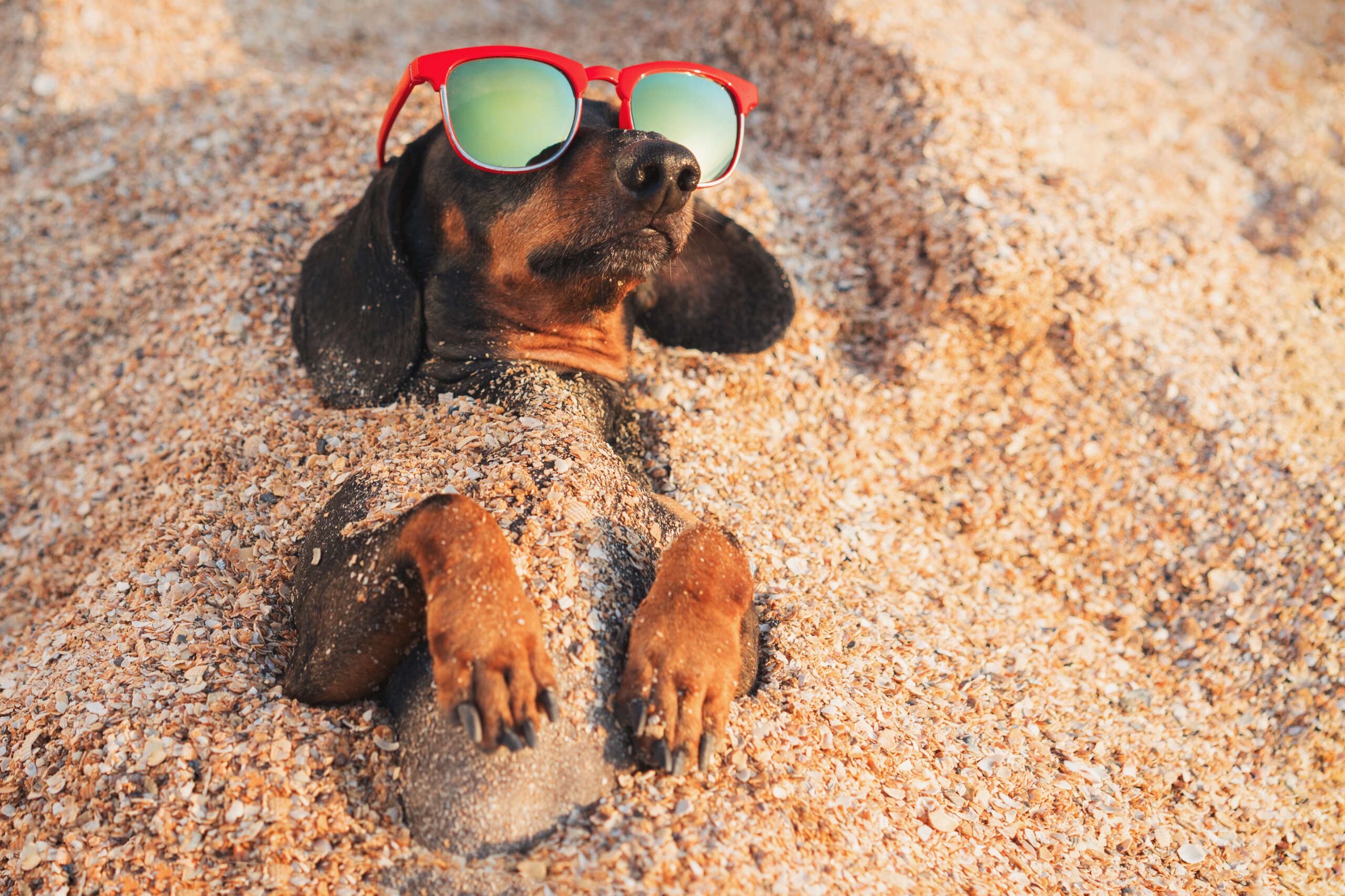 Cute,Dog,Of,Dachshund,,Black,And,Tan,,Wearing,Red,Sunglasses,