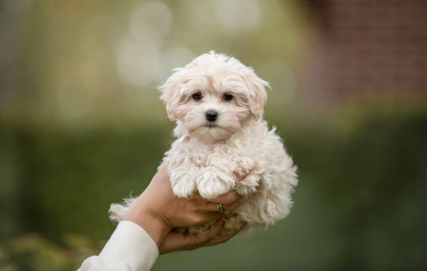 hands holding up maltese puppy