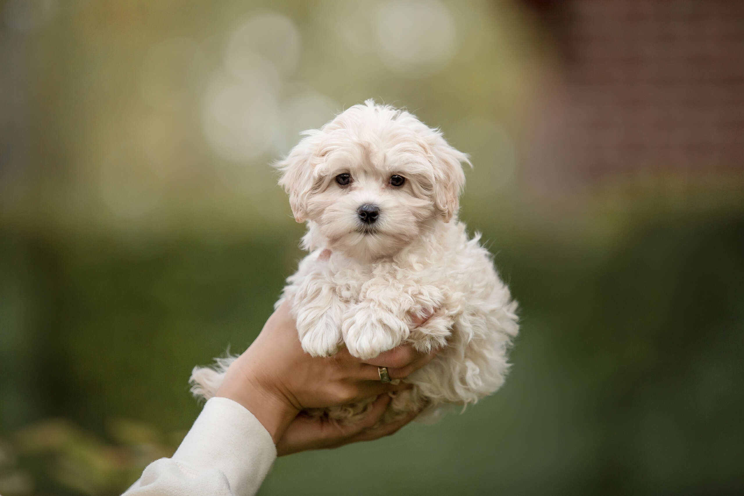 Adorable,Maltese,And,Poodle,Mix,Puppy,(or,Maltipoo,Dog),,Running