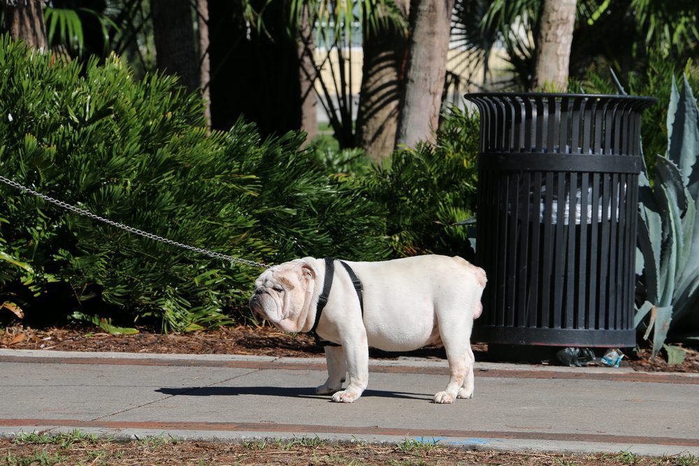 A bulldog on a leash stands on a sidewalk