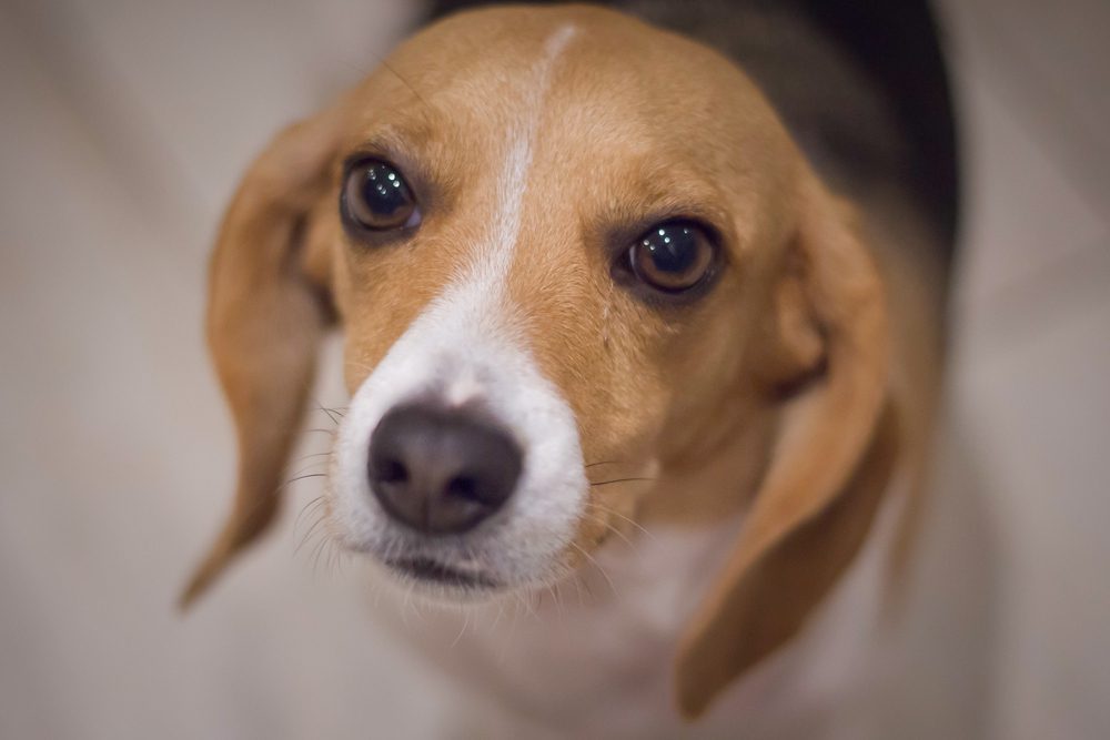 Pocket beagle dog close up