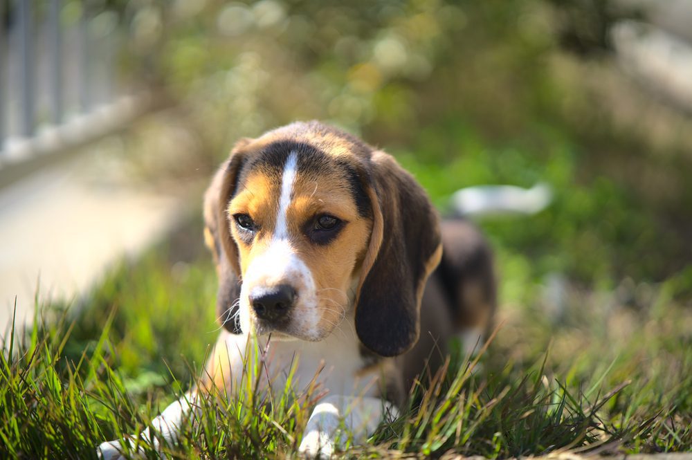 Pocket beagle outside in grass and sun