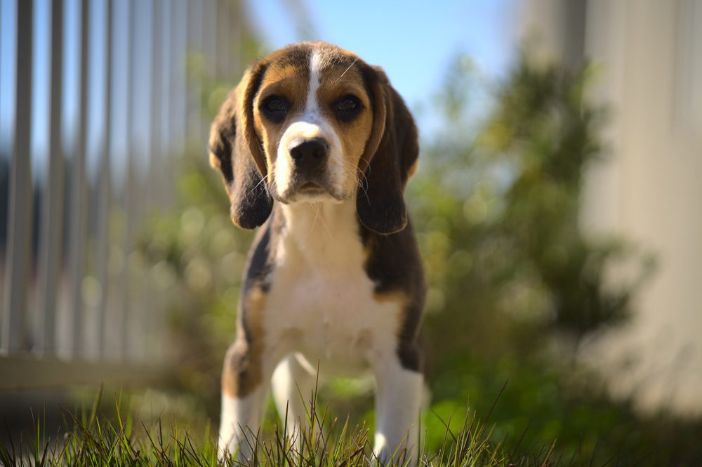 Young pocket beagle dog standing outdoors