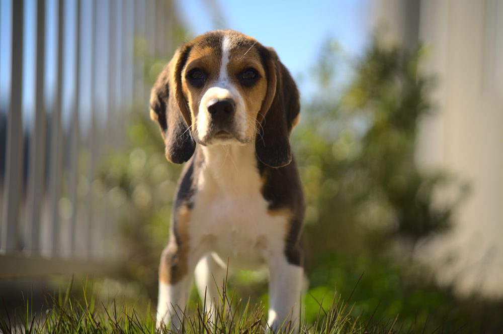 Pocket store beagle puppies