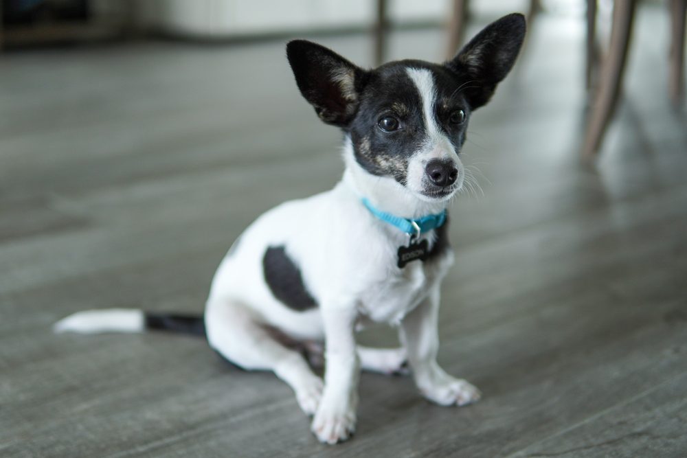 Black and white Chihuahua terrier mix sitting down