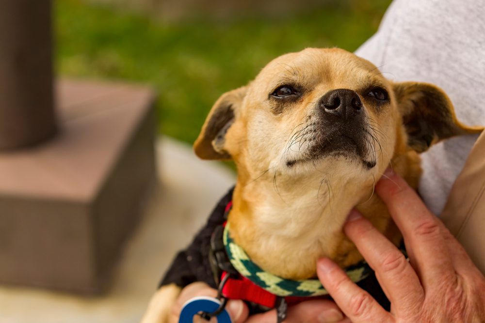 Chihuahua terrier mix receiving affection from owner