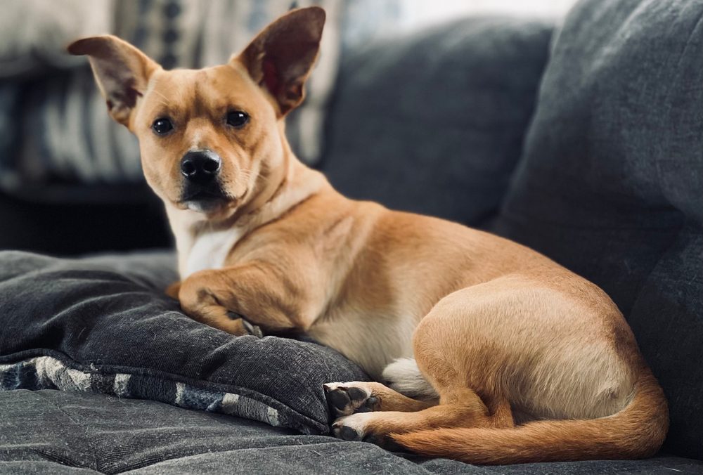 Chihuahua Terrier Mix: Dog Guide - Academy