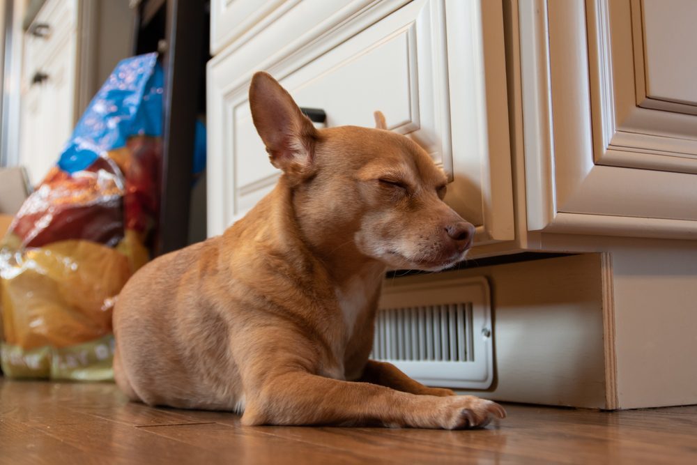 Chihuahua terrier mix sleeping inside