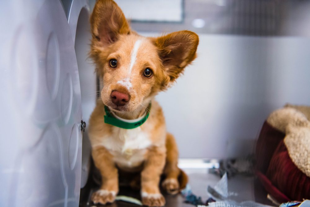 Tan chihuahua terrier mix sitting inside a kennel