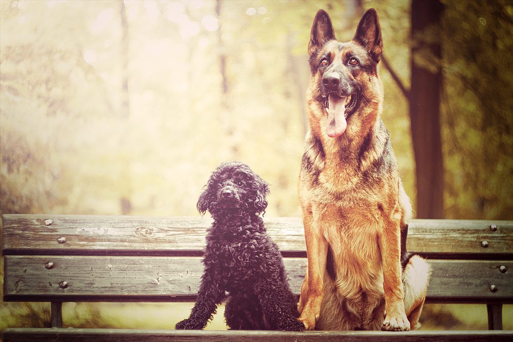 German shepherd sitting next to poodle puppy outdoors