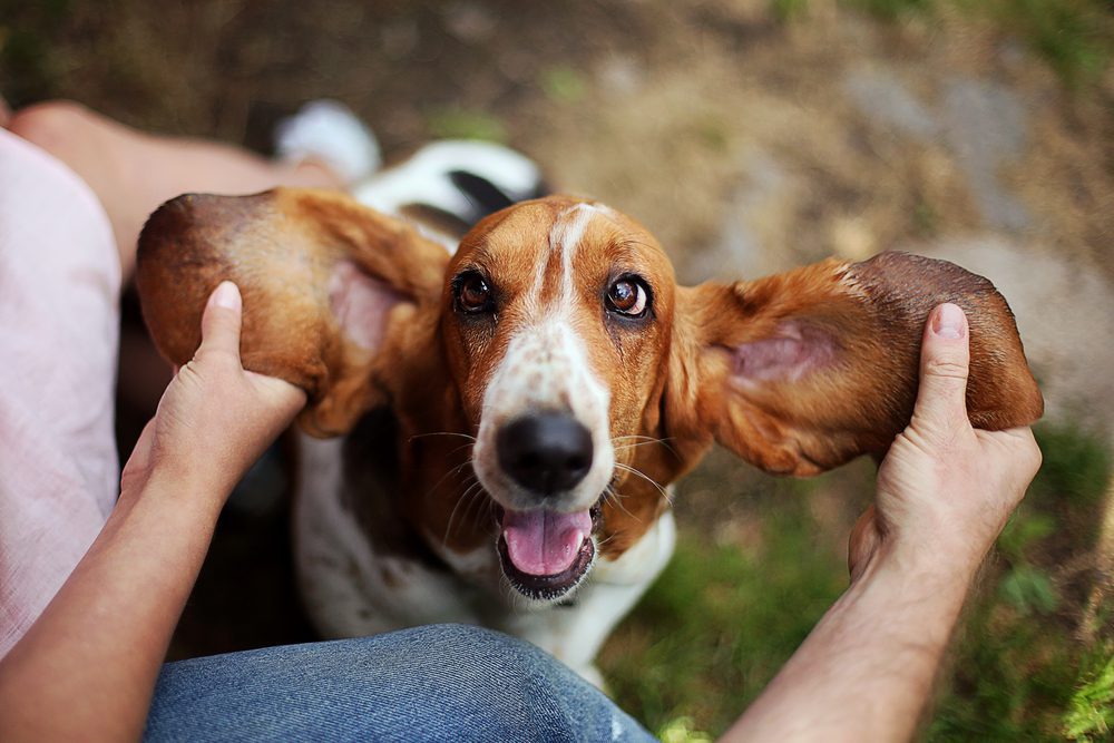 A person holding happy basset hound’s ears